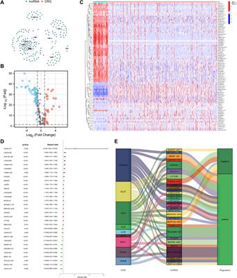 A cuproptosis-related lncRNA signature identified prognosis and tumour immune microenvironment in kidney renal clear cell carcinoma